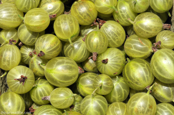 These are the gooseberries I used.  Mine were green but they also come in purple.